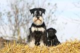 SCHNAUZER NAIN 041